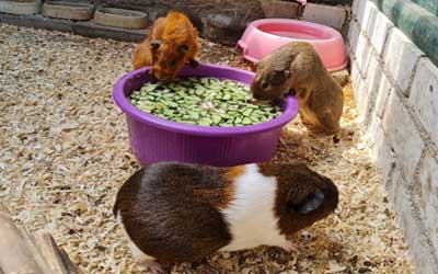 Dierendag